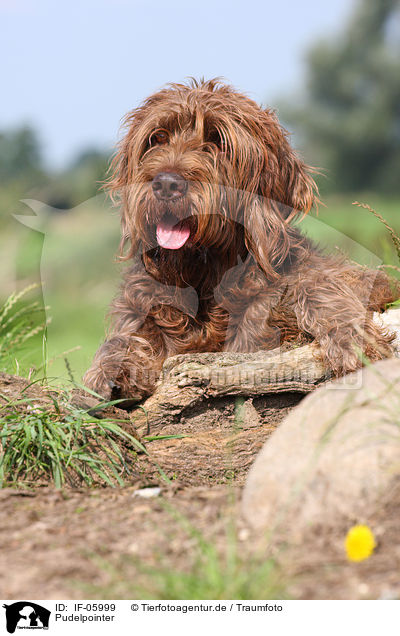 Pudelpointer / German Broken-coated Pointing Dog / IF-05999