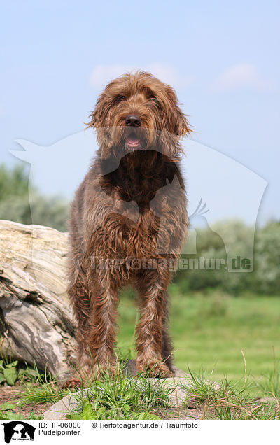 Pudelpointer / German Broken-coated Pointing Dog / IF-06000