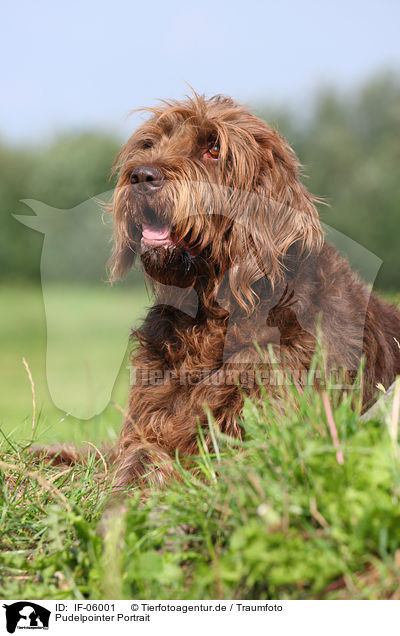 Pudelpointer Portrait / German Broken-coated Pointing Dog Portrait / IF-06001