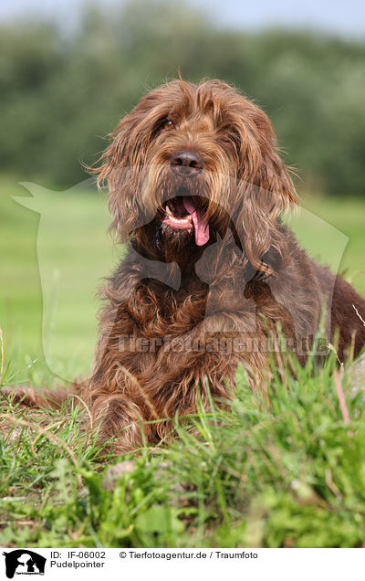 Pudelpointer / German Broken-coated Pointing Dog / IF-06002