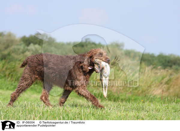 apportierender Pudelpointer / retrieving German Broken-coated Pointing Dog / IF-06004
