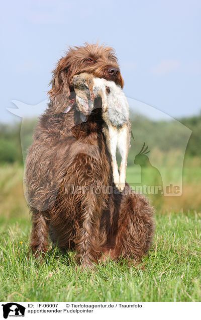 apportierender Pudelpointer / retrieving German Broken-coated Pointing Dog / IF-06007