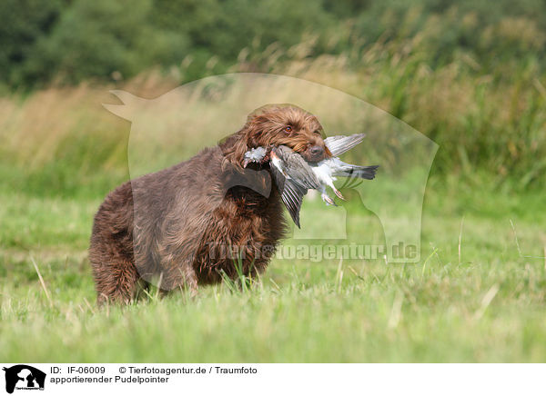 apportierender Pudelpointer / retrieving German Broken-coated Pointing Dog / IF-06009
