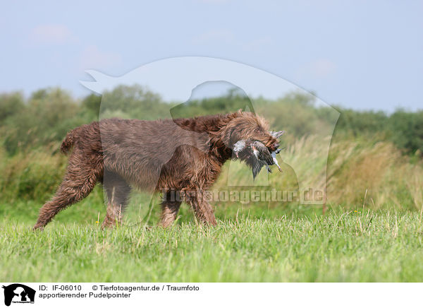 apportierender Pudelpointer / retrieving German Broken-coated Pointing Dog / IF-06010