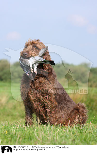 apportierender Pudelpointer / retrieving German Broken-coated Pointing Dog / IF-06012