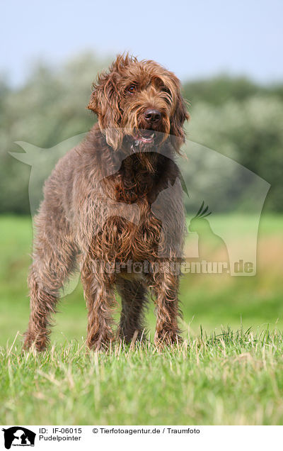 Pudelpointer / German Broken-coated Pointing Dog / IF-06015