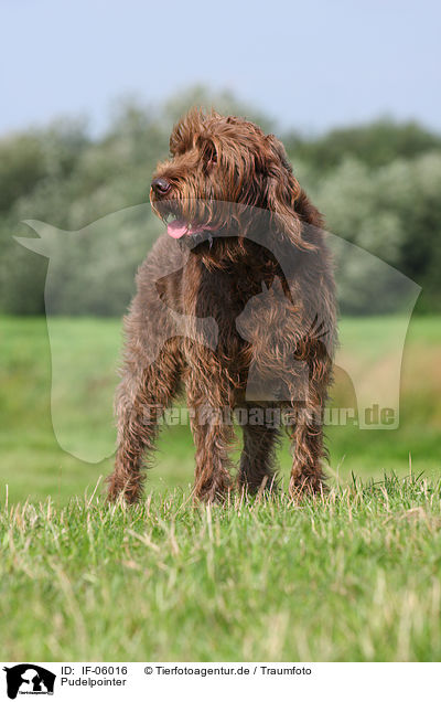 Pudelpointer / German Broken-coated Pointing Dog / IF-06016