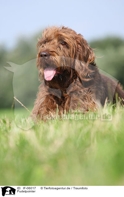 Pudelpointer / German Broken-coated Pointing Dog / IF-06017