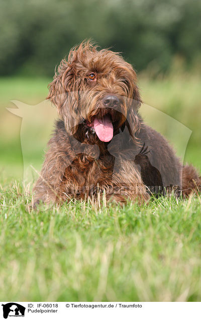 Pudelpointer / German Broken-coated Pointing Dog / IF-06018