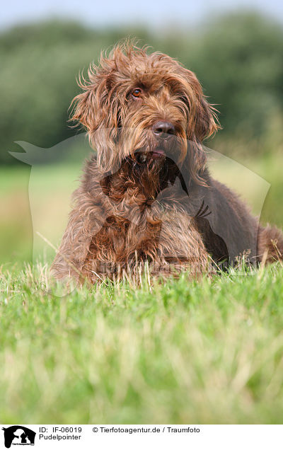 Pudelpointer / German Broken-coated Pointing Dog / IF-06019