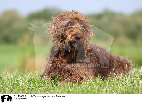 Pudelpointer / German Broken-coated Pointing Dog / IF-06021