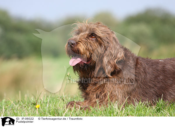 Pudelpointer / German Broken-coated Pointing Dog / IF-06022