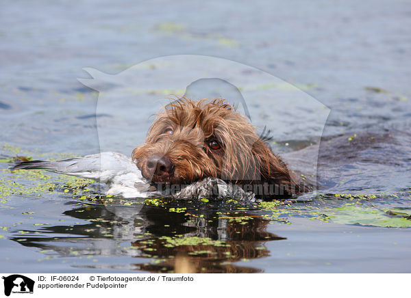 apportierender Pudelpointer / retrieving German Broken-coated Pointing Dog / IF-06024