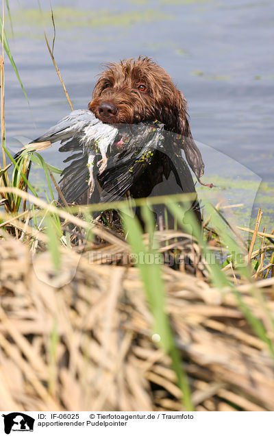 apportierender Pudelpointer / retrieving German Broken-coated Pointing Dog / IF-06025