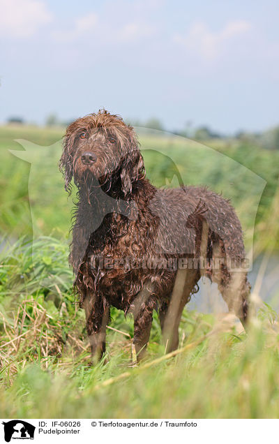 Pudelpointer / German Broken-coated Pointing Dog / IF-06026