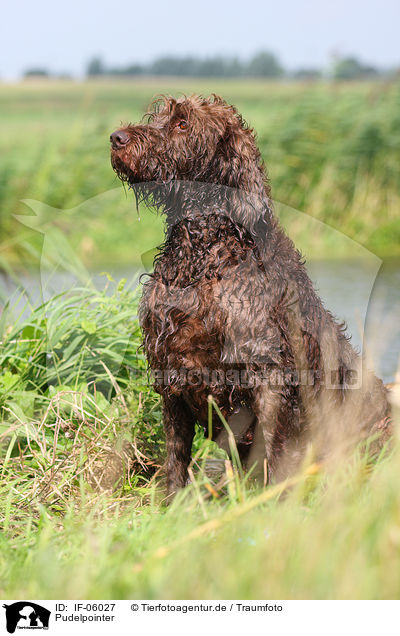 Pudelpointer / German Broken-coated Pointing Dog / IF-06027