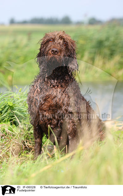 Pudelpointer / German Broken-coated Pointing Dog / IF-06028