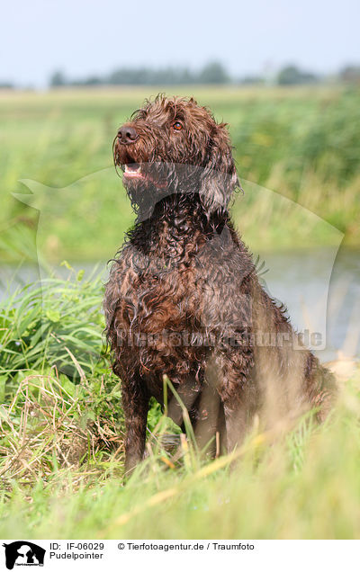 Pudelpointer / German Broken-coated Pointing Dog / IF-06029