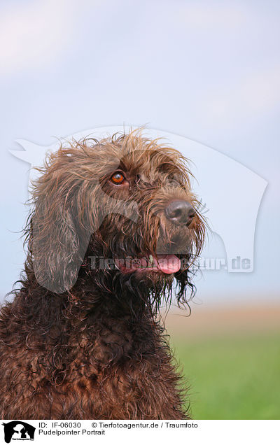 Pudelpointer Portrait / German Broken-coated Pointing Dog Portrait / IF-06030