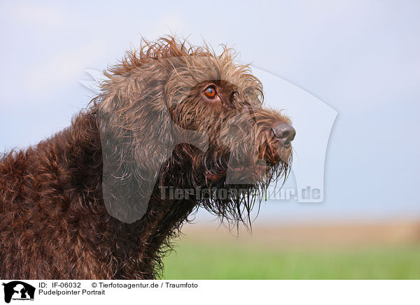 Pudelpointer Portrait / German Broken-coated Pointing Dog Portrait / IF-06032