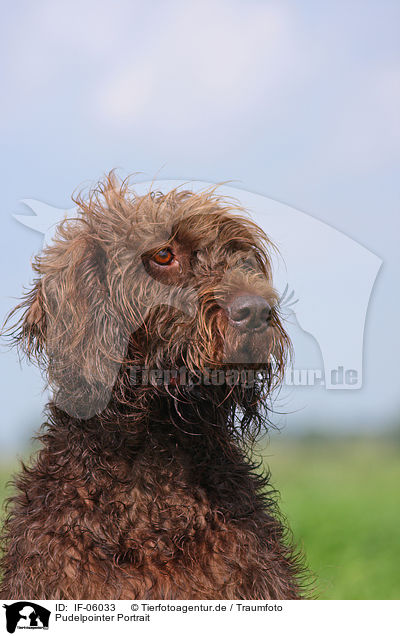 Pudelpointer Portrait / German Broken-coated Pointing Dog Portrait / IF-06033