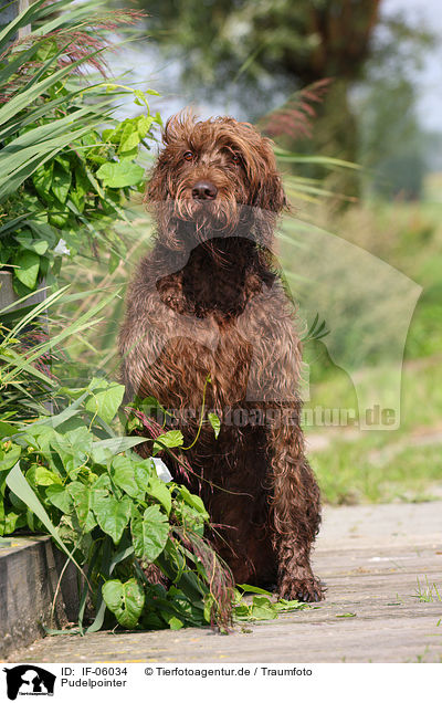 Pudelpointer / German Broken-coated Pointing Dog / IF-06034