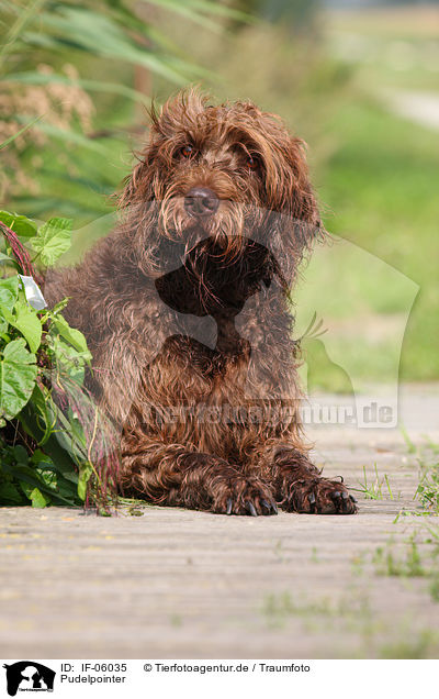 Pudelpointer / German Broken-coated Pointing Dog / IF-06035