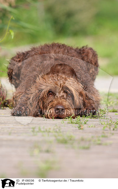 Pudelpointer / German Broken-coated Pointing Dog / IF-06036