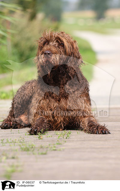 Pudelpointer / German Broken-coated Pointing Dog / IF-06037