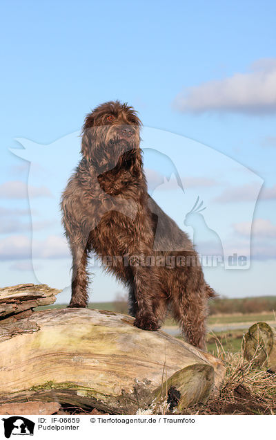 Pudelpointer / Pudelpointer / IF-06659