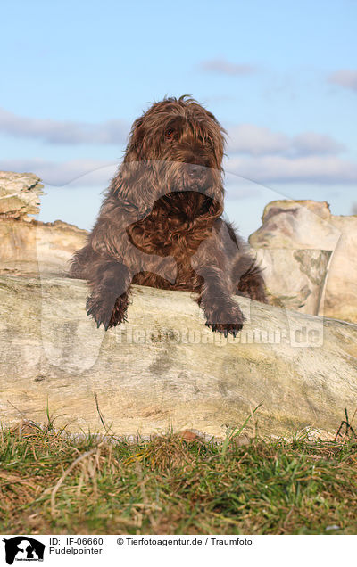 Pudelpointer / Pudelpointer / IF-06660