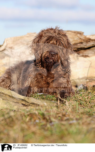 Pudelpointer / Pudelpointer / IF-06662