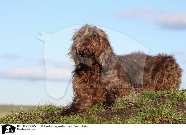 Pudelpointer / Pudelpointer / IF-06665