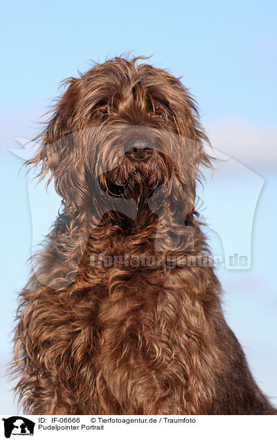 Pudelpointer Portrait / Pudelpointer Portrait / IF-06666