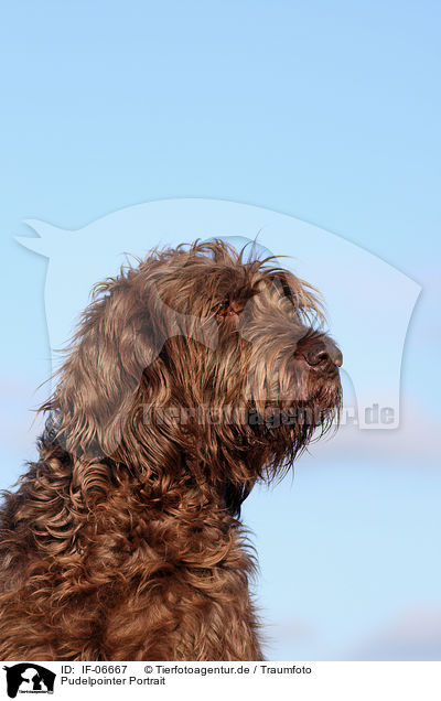 Pudelpointer Portrait / Pudelpointer Portrait / IF-06667