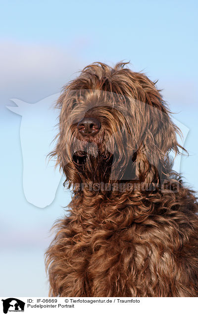 Pudelpointer Portrait / Pudelpointer Portrait / IF-06669