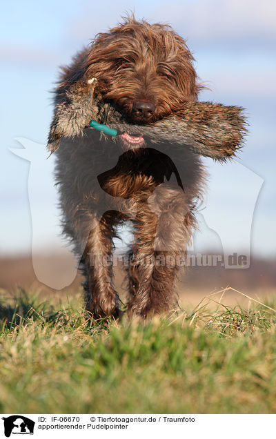 apportierender Pudelpointer / retrieving Pudelpointer / IF-06670