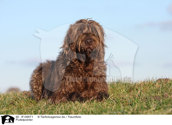 Pudelpointer / Pudelpointer / IF-06671