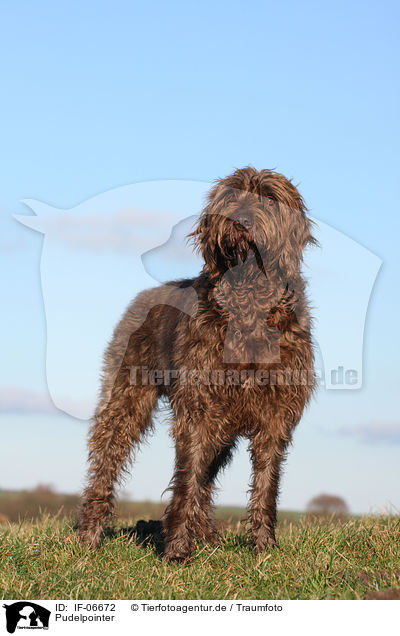 Pudelpointer / Pudelpointer / IF-06672