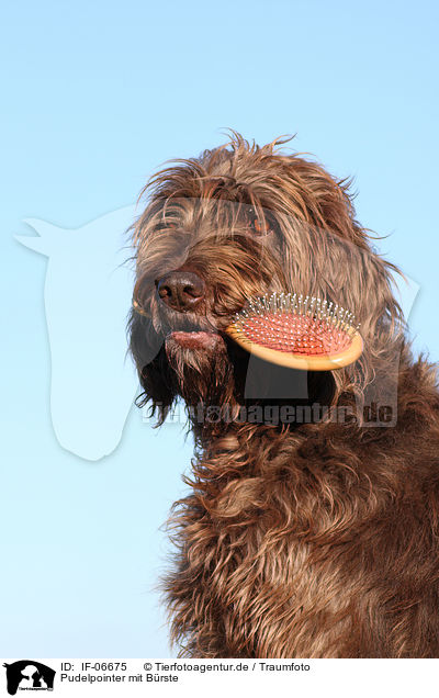 Pudelpointer mit B�rste / Pudelpointer with brush / IF-06675