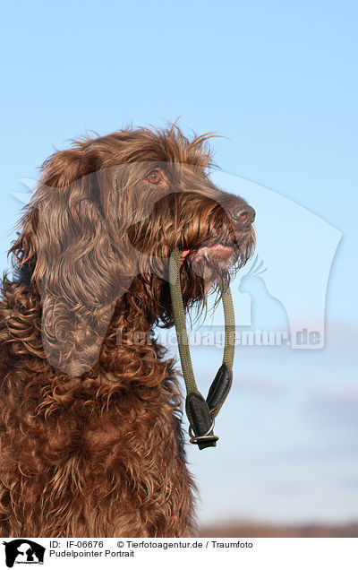 Pudelpointer Portrait / Pudelpointer Portrait / IF-06676