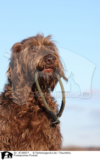 Pudelpointer Portrait / Pudelpointer Portrait / IF-06677