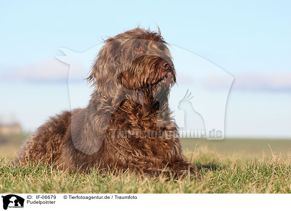 Pudelpointer / Pudelpointer / IF-06679