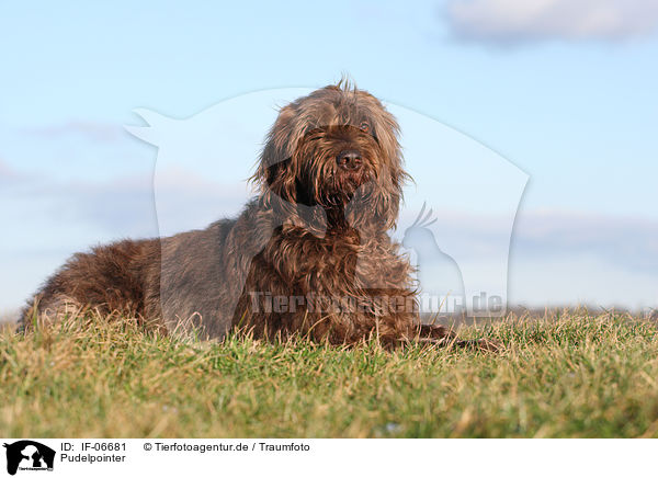 Pudelpointer / Pudelpointer / IF-06681