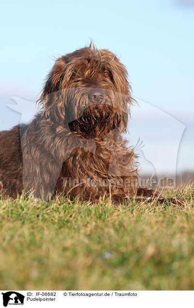 Pudelpointer / Pudelpointer / IF-06682
