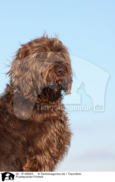 Pudelpointer Portrait / Pudelpointer Portrait / IF-06683