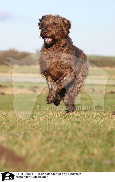 rennender Pudelpointer / running Pudelpointer / IF-06684