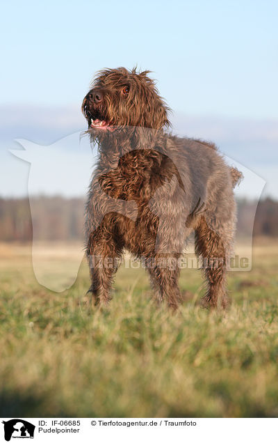 Pudelpointer / Pudelpointer / IF-06685