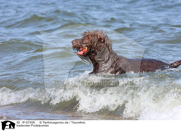 badender Pudelpointer / bathing German Broken-coated Pointing Dog / IF-07506