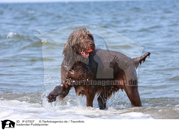 badender Pudelpointer / bathing German Broken-coated Pointing Dog / IF-07507
